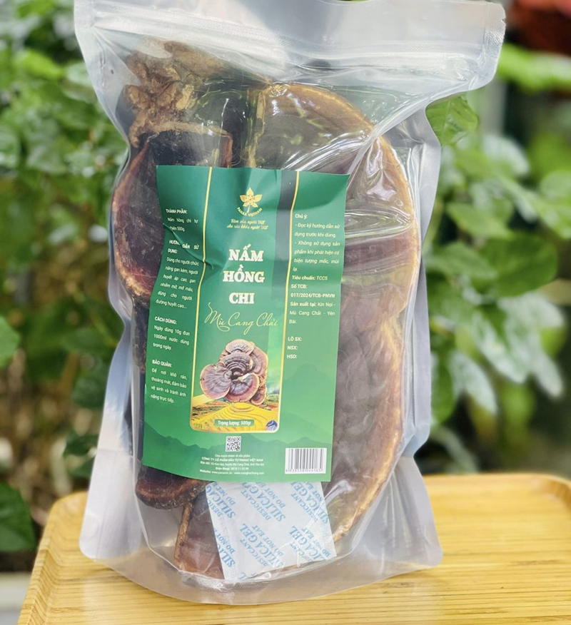 Nấm Hồng Chi Mù Cang Chải