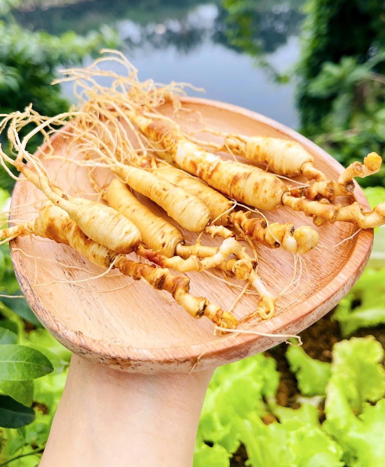 Nhân Sâm Trường Bạch