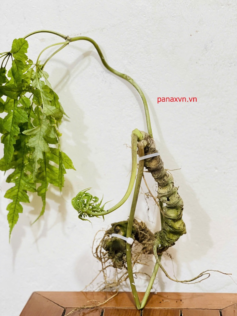 Tam Thất Hoang, SÂM VŨ DIỆP