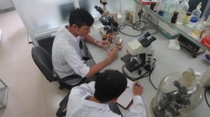 nghien cuu ha thu o