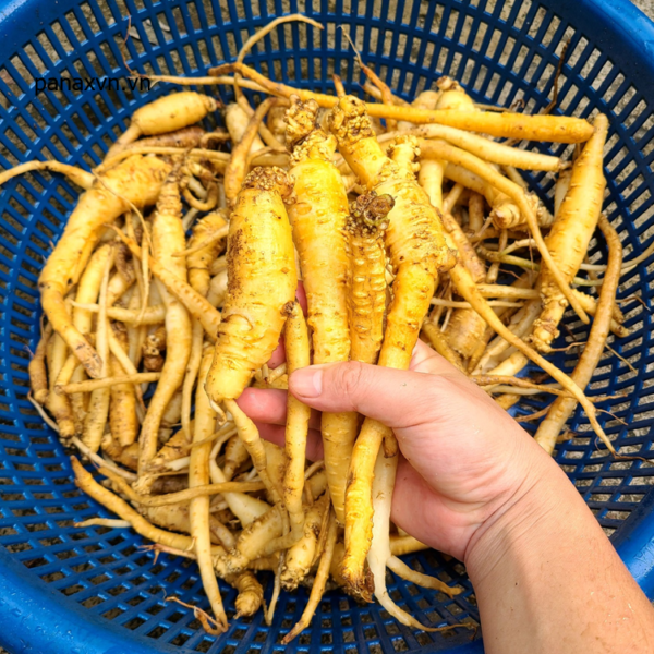 Đảng Sâm Mù Cang Chải 5 củ đảng sâm tươi