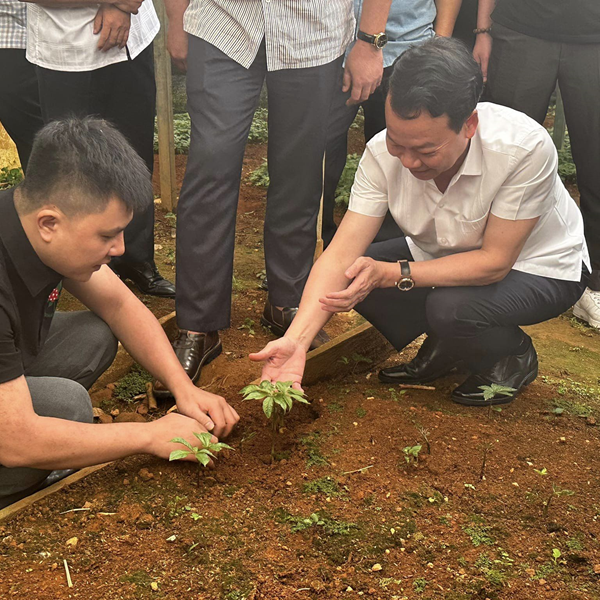 Sâm Việt Nam (Sâm Lai Châu, Sâm Ngọc Linh) 7 Bí Thư Tỉnh Ủy Yên Bái Nhổ Sâm Tại Panax Việt Nam