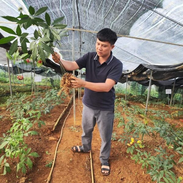 Sâm Việt Nam (Sâm Lai Châu, Sâm Ngọc Linh) 6 nhổ sâm tại vườn cho khách