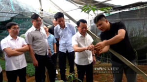 Sâm Việt Nam tại vườn sâm panax Việt nam