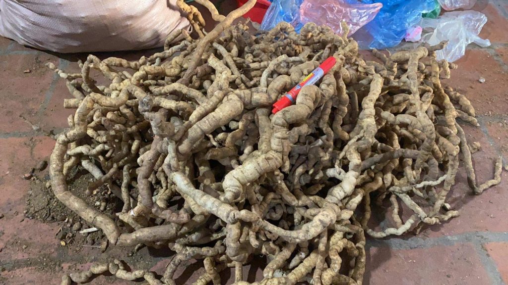Ba Kích 16 củ ba kích rừng
