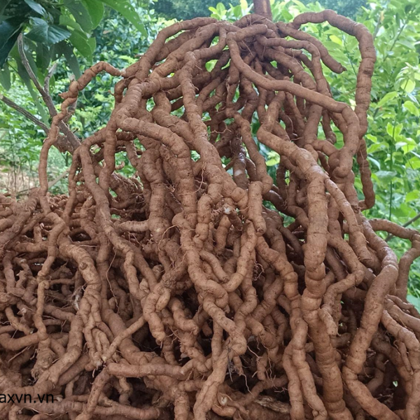 chùm củ ba kích