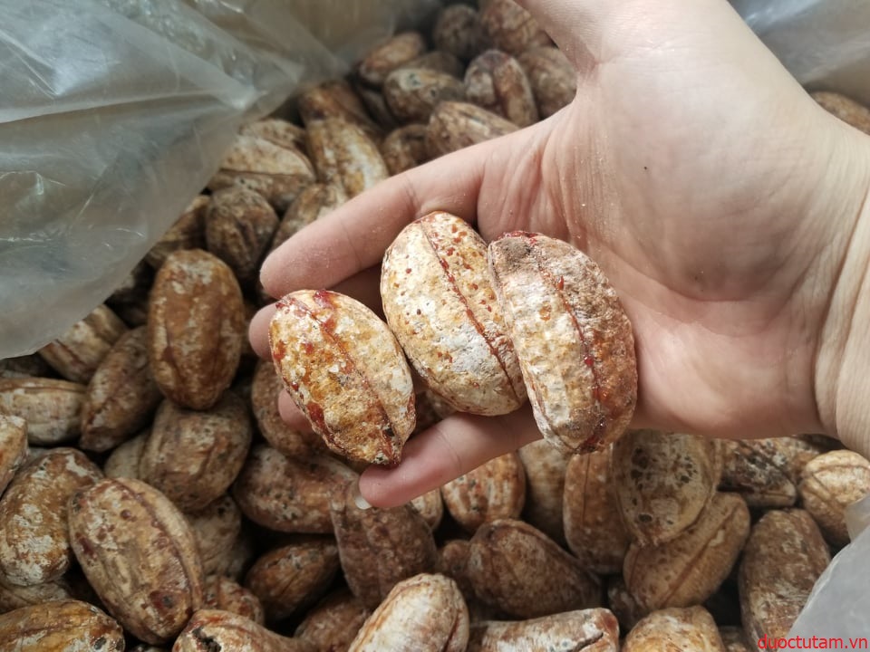 Chuối Hột Rừng Mù Cang Chải 6 quả chuối hột rừng từ tâm