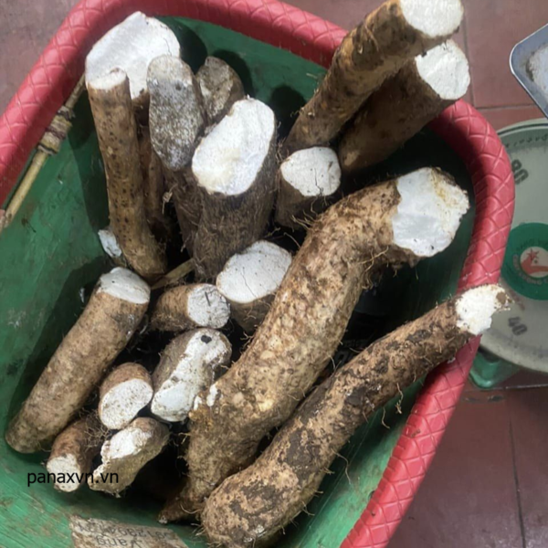 củ mài mù cang chải, dân đi rừng vừa đào được về