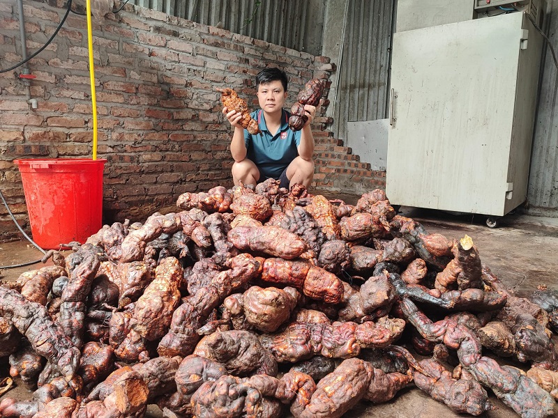 Hà Thủ Ô Mù Cang Chải 6 hà thủ ô tươi