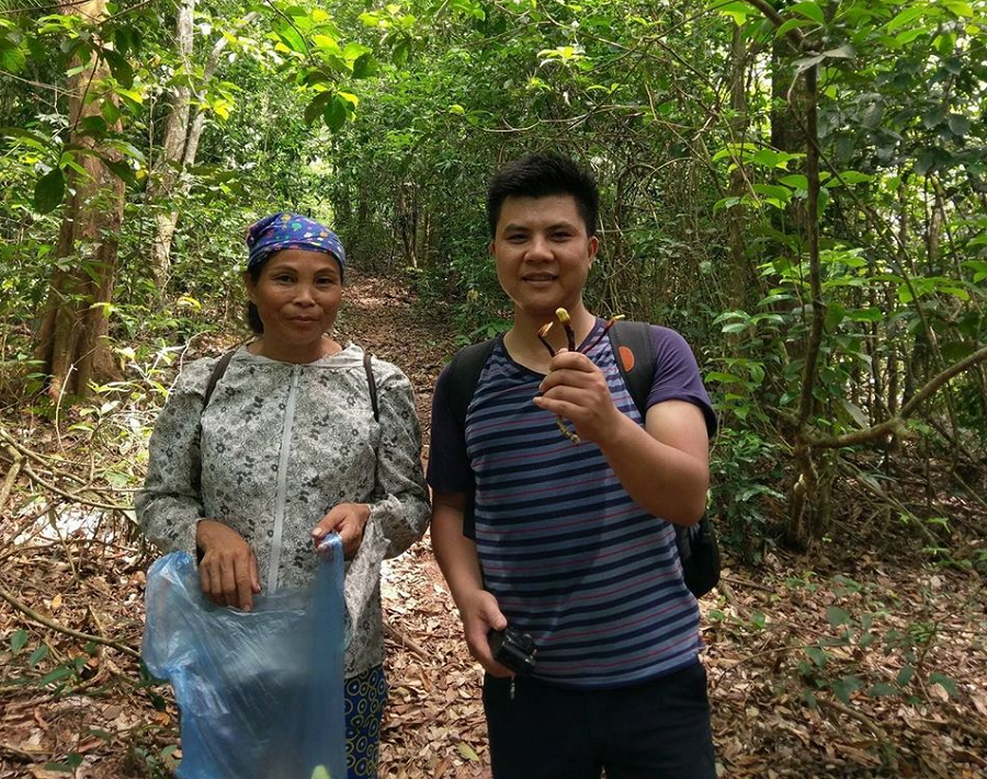 Nấm Lim Xanh 9 nấm lim xanh