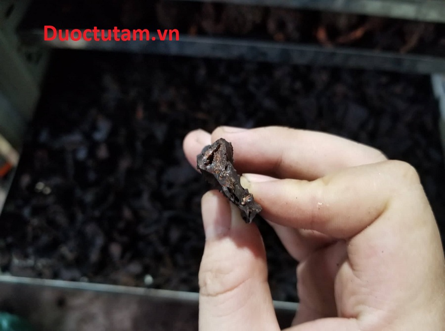 Hà Thủ Ô Mù Cang Chải 14 mặt cắt miếng hà thủ ô từ tâm
