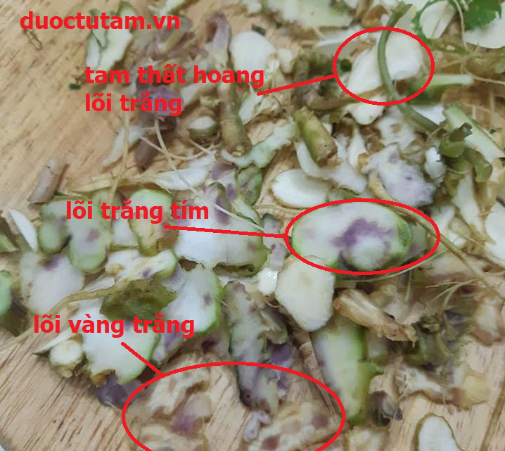 Tam Thất Hoang, SÂM VŨ DIỆP 15 MẶT CẮT TAM THẤT HOANG