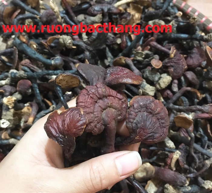 Nấm Lim Xanh 12 nam lim xanh be