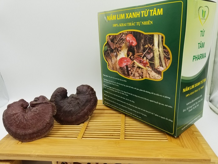 Nấm Lim Xanh 6 nam lim xanh rung1