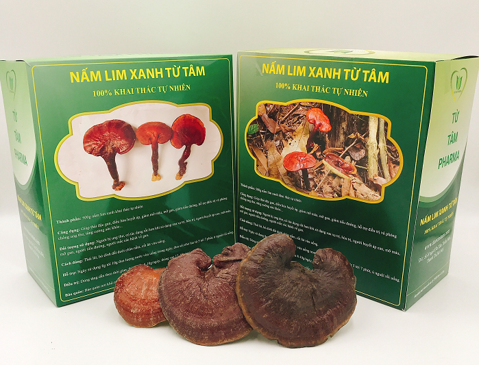 Nấm Lim Xanh 10 nam lim xanh tu tam