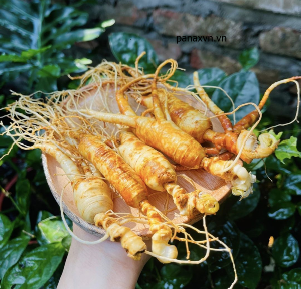 nhân sâm trường bạch