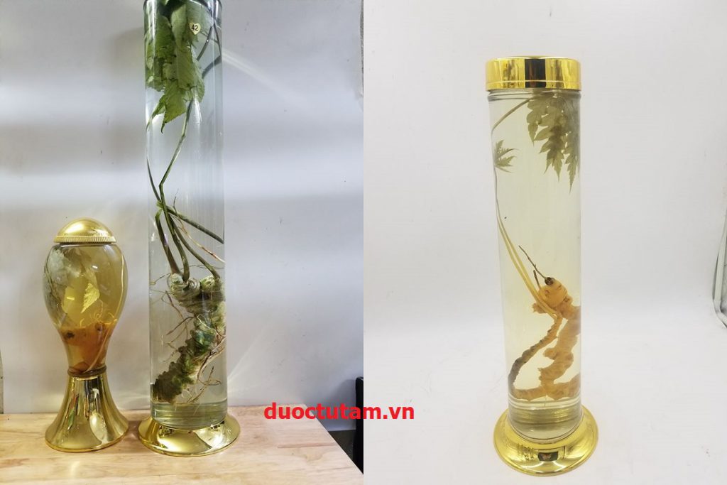 Tam Thất Hoang, SÂM VŨ DIỆP 17 rượu tam thất hoang