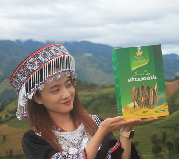 Sâm Cau Mù Cang Chải 8 sâm cau khô mù cang chải