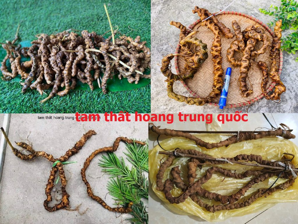 Tam Thất Hoang, SÂM VŨ DIỆP 16 tam thất hoang trung quốc