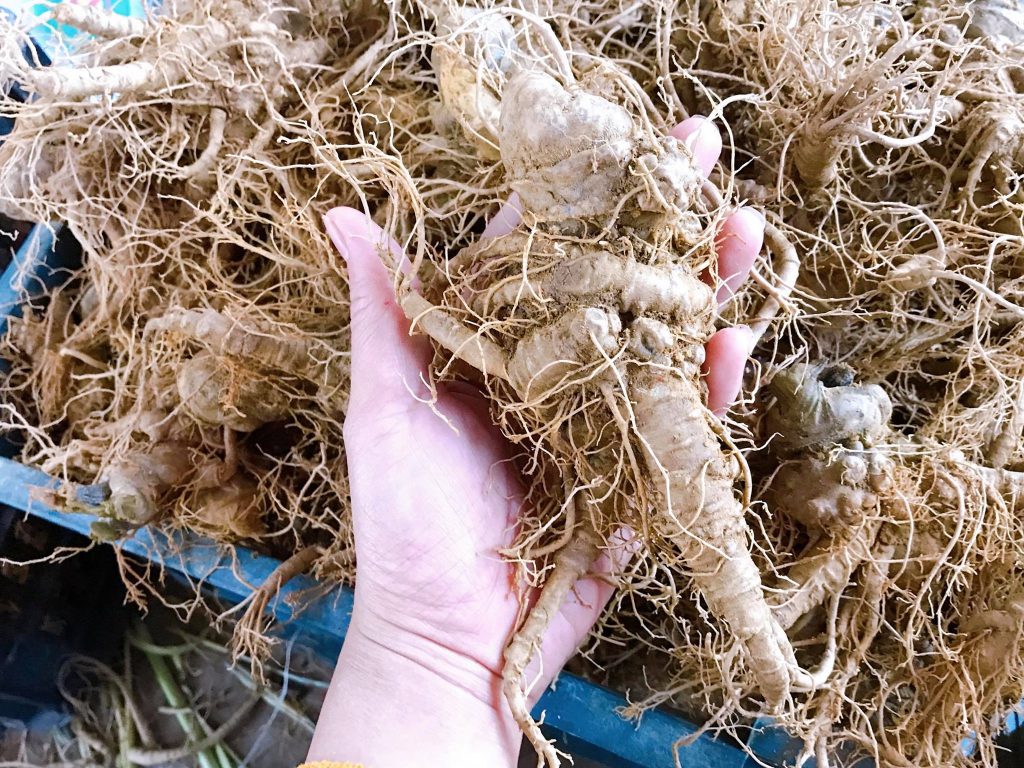 Tam Thất Bắc 7 Tam Thất Tươi