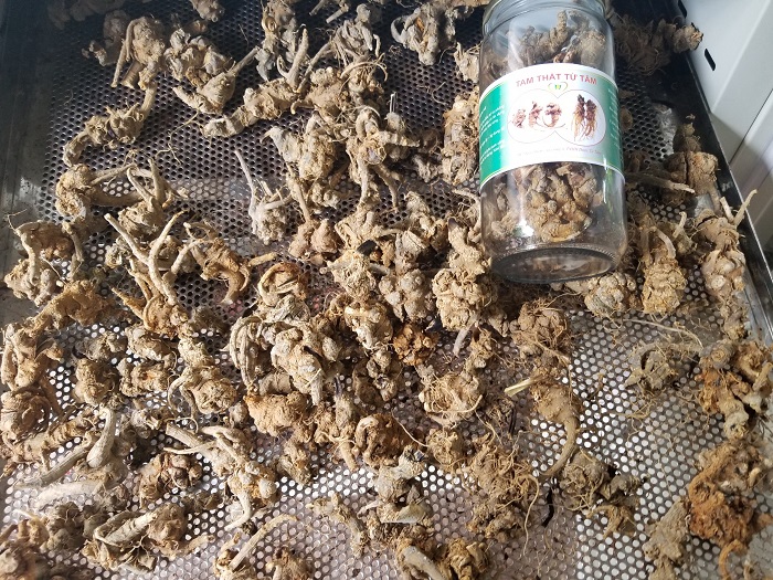 Tam Thất Bắc 10 sấy tam thất
