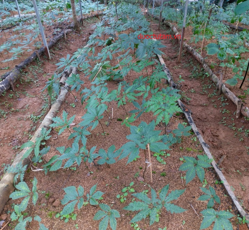 Tam Thất Hoang, SÂM VŨ DIỆP 18 vườn sâm từ tâm
