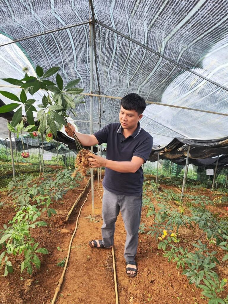 Khám phá vườn sâm Lai Châu: Tinh hoa của thiên nhiên Tây Bắc 14 Panax Việt Nam