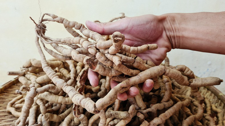 Củ ba kích là gì? Đặc điểm nhận dạng của củ ba kích 1 Củ ba kích