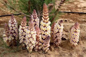 Nhục thung dung tươi - Panax Việt Nam