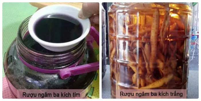 Củ ba kích ngâm rượu có tốt không? Cách ngâm rượu ba kích đúng chuẩn 20 Panax Việt Nam