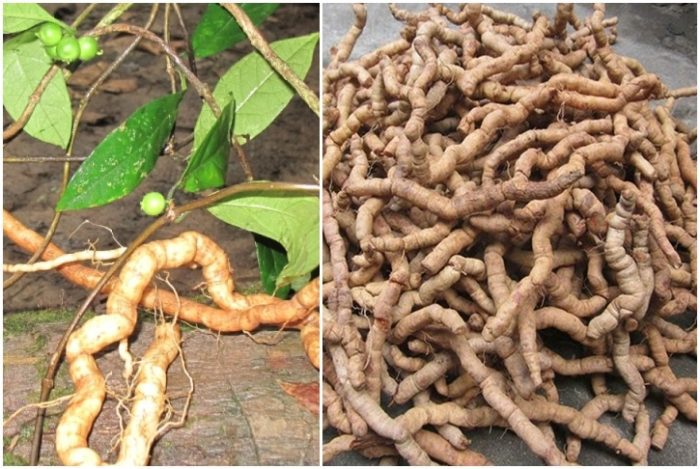Củ ba kích là gì? Đặc điểm nhận dạng của củ ba kích 22 Panax Việt Nam