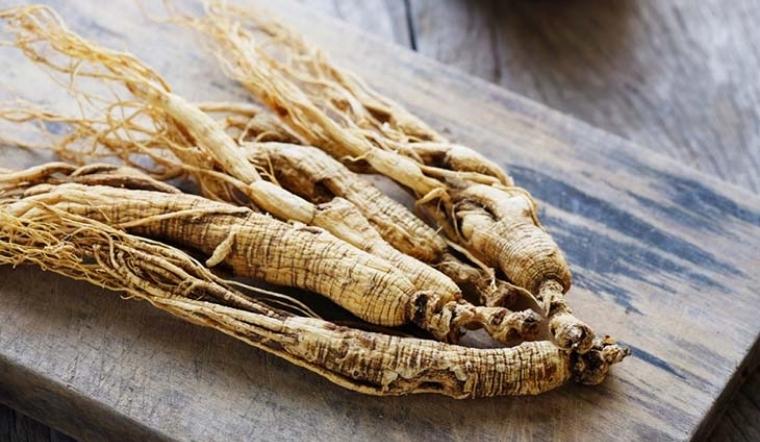 Tìm hiểu tác dụng của Sâm Ngọc Linh trong đời sống hàng ngày 9 Panax Việt Nam