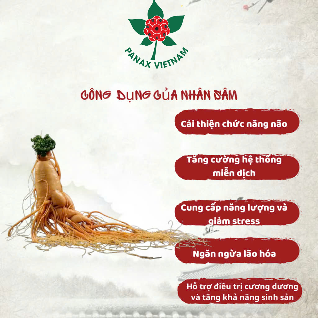 Tác dụng của Sâm Trường Bạch: Từ dinh dưỡng đến chăm sóc sức khỏe 25 Panax Việt Nam